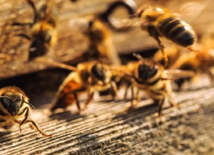 L’allarme api continua, soprattutto a causa dei pesticidi