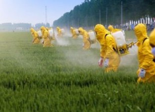 La primavera rubata dai pesticidi