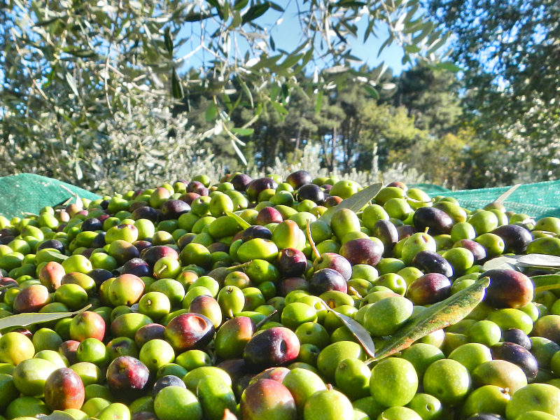 Biolidoro – Azienda Agricola Mortellito