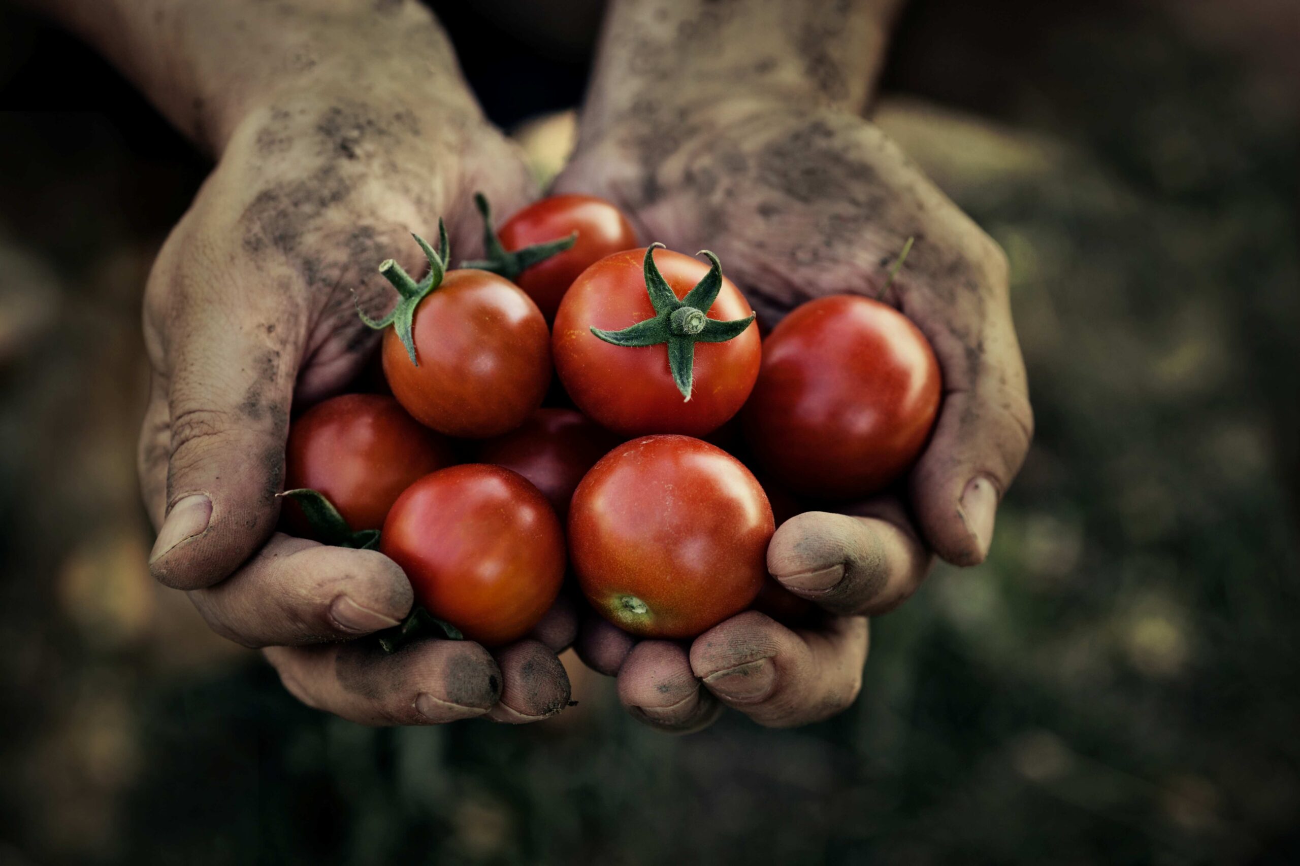 Biolidoro – Azienda Agricola Mortellito